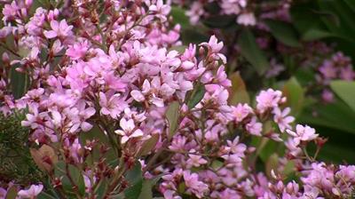  زالزالک گل هندی، بومی جنوب چین